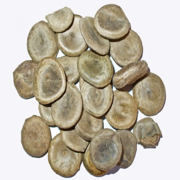 Strychnos nux vomica - Seeds (1Kg)